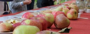 Apples from the Good Shepherd Center are laid out on a table during last year's apple tasting.