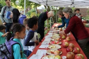 Tara hands an apple slice to a child from across the table at our annual apple tasting. The table is full of different apple varieties.